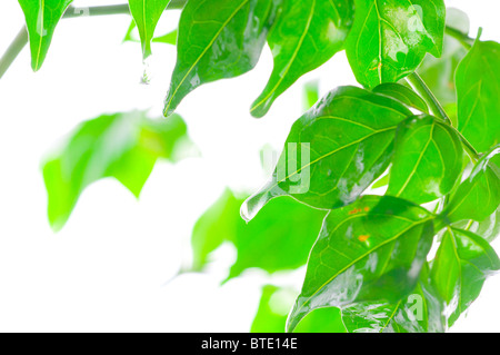Schöne grüne Blätter auf dem weißen. Stockfoto
