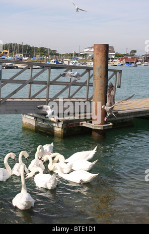 Höckerschwäne und Möwen füttern am Fluss Arun in Littlehampton, West Sussex. Stockfoto