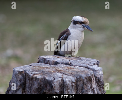 Lachende Kookaburra (Dacelo Novaeguineae) sitzt auf einem Baumstumpf, Sydney, Australien Stockfoto