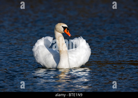 Höckerschwan (Cygnus Olor) auf See mit Straßenmusik Bedrohung Display, Deutschland Stockfoto