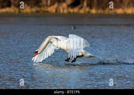 Höckerschwan (Cygnus Olor) männlichen Taking off / Landung am See, Deutschland Stockfoto