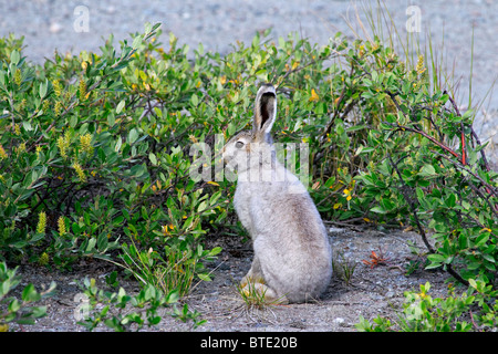 Schneehase (Lepus Timidus) im Sommerfell versteckt sich hinter Bush, Grönland Stockfoto
