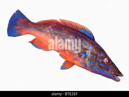 Fisch ausschneiden. Männlicher Kuckuck Lippfische. Stockfoto