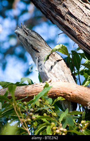 Tawny Frogmouth (ein Strigoides), Royal National Park, Sydney, Australien Stockfoto