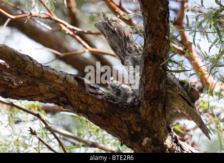 Tawny Frogmouth (ein Strigoides) und Küken auf dem Nest, Royal National Park, Sydney, Australien Stockfoto