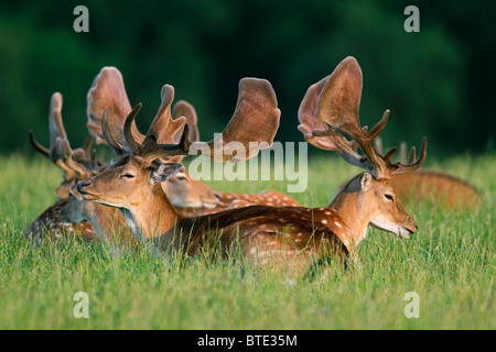 Damwild Hirsche (Cervus Dama / Dama Dama) mit Geweih bedeckt in samt, die Ruhe am Waldrand, Dänemark Stockfoto