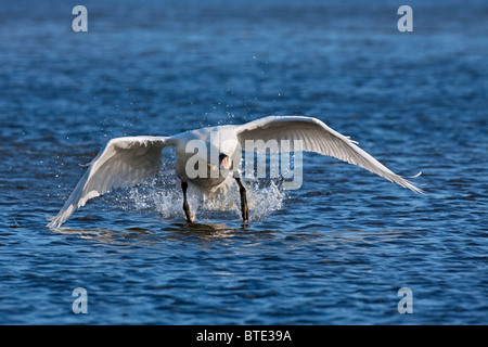 Höckerschwan (Cygnus Olor) männlichen Taking off / Landung am See, Deutschland Stockfoto