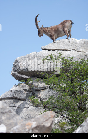 Spanische Steinböcke (Capra Pyrenaica) im Naturpark El Torcal, Andalusien, Spanien Stockfoto