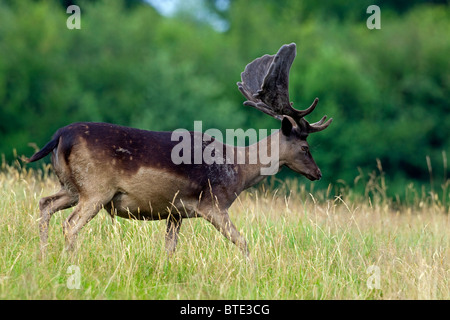 Damhirsch Hirsch (Cervus Dama / Dama Dama), schwarze Morph mit Geweih bedeckt in samt, Dänemark Stockfoto