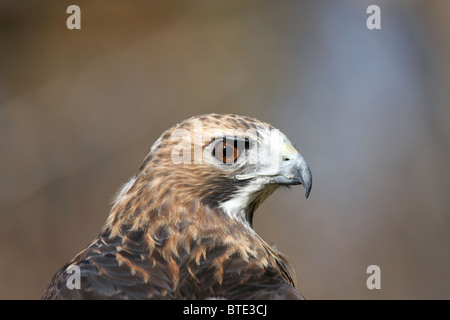 Red Tail Hawk Buteo jamaicensis Stockfoto