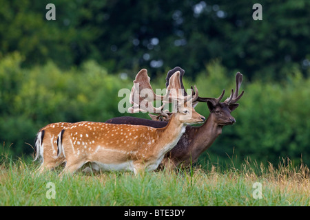 Damwild Hirsche (Cervus Dama / Dama Dama) mit Geweih bedeckt in samt und schwarzen Morph Hirsch, Dänemark Stockfoto