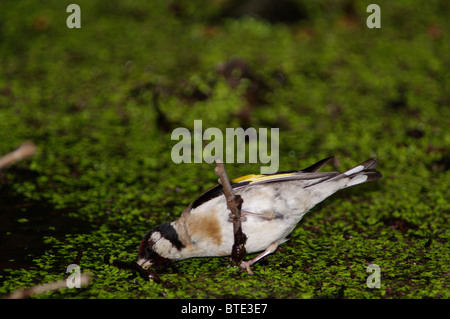 Europäischer Goldfink (Carduelis carduelis) Trinkwasser aus einem Teich, der mit Entengras bedeckt ist, auf den Azoren (Portugal). Stockfoto