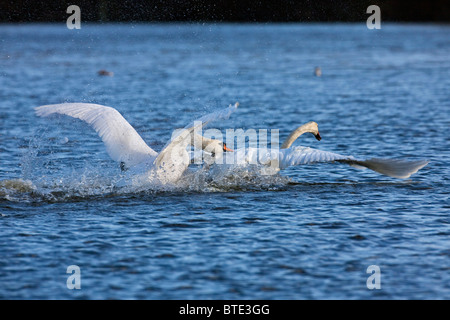 Höckerschwan (Cygnus Olor) Männchen jagen und kämpfen am See, Deutschland Stockfoto