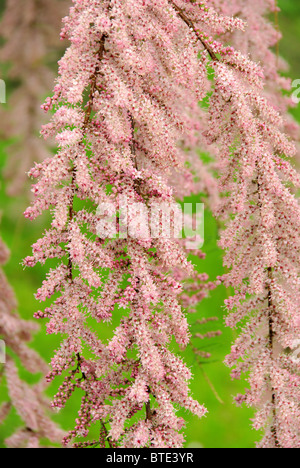 Tamariske - Tamarix 01 Stockfoto