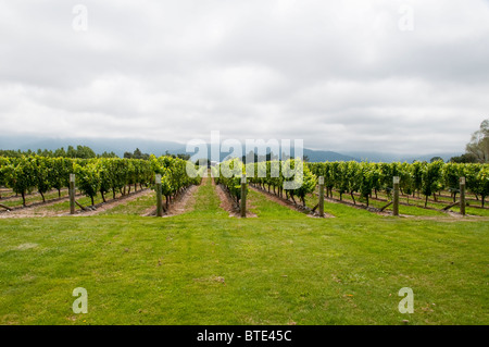 Cloudy Bay Weingut, Blenheim, Südinsel, Neuseeland Stockfoto
