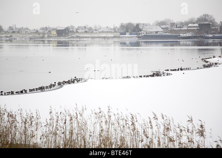 Überwinternde Wasservögel, vor allem eurasischen Pfeifenten (Anas Penelope), am Rande des Eises in der Maas, Gelderland, Niederlande Stockfoto