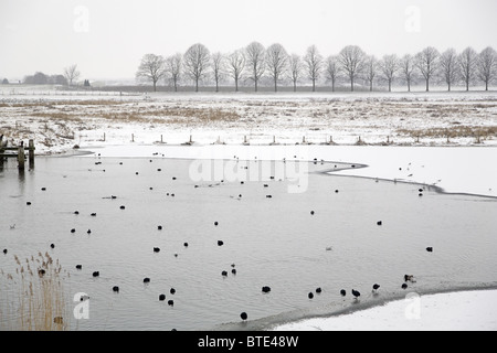 Überwinternde Wasservögel, vor allem Blässhühner (Fulica Atra), in ein Loch in das Eis des Flusses Maas, Brakel, Gelderland, Niederlande Stockfoto