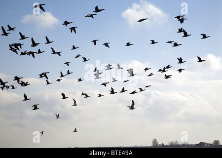 Niedrig fliegende Ringelgänse (Branta Bernicla), Schouwen-Duiveland, Seeland, Niederlande Stockfoto