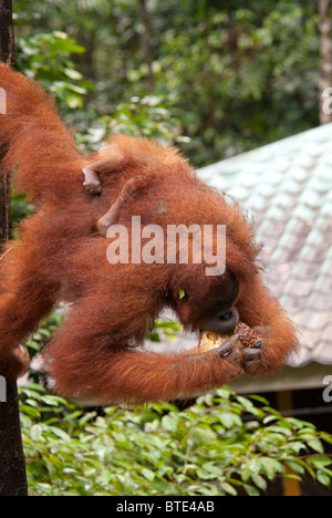 Semmenggoh Orang Utan sanctuary Kuching borneo Malaysia, Regenwald Tourismus affe affe Wild Stockfoto