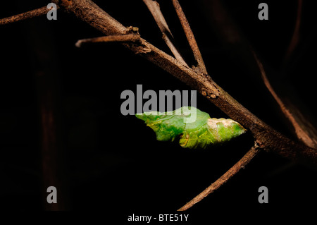 Lebenszyklus des Schmetterlings Stockfoto