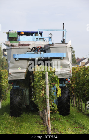 Ernte der Trauben mit Weintraube Picker bei Bad Dürkheim, Rheinland-Pfalz, Deutschland Stockfoto