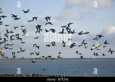 Niedrig fliegende Ringelgänse (Branta Bernicla) und einige Silbermöwen, Schouwen-Duiveland, Seeland, Niederlande Stockfoto