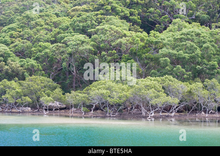 Küsten-Mündung auf der Port Hacking River, Royal National Park, Sydney, Australien Stockfoto