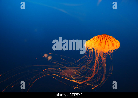 Quallen in Osaka Kaiyukan Aquarium, Japan Stockfoto