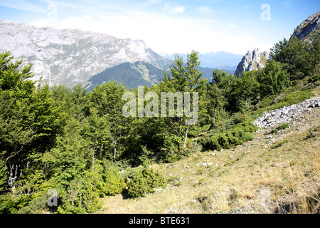 Buche, Holz, an der Waldgrenze, Nationalpark Picos de Europa, Spanien, im Freien, außerhalb, Baum, Bäume, Linie, Wald, Landschaft Stockfoto