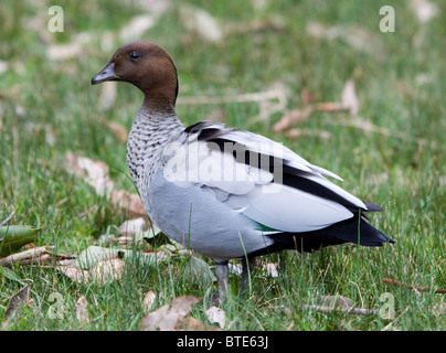 Australische Holz Ente (Chenonetta Jubata), Sydney, Australien Stockfoto