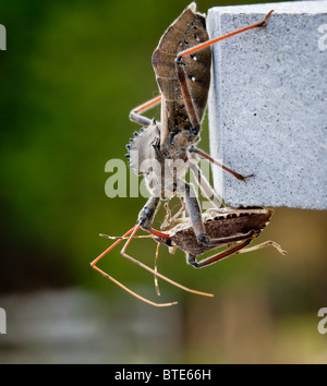 Seltene Aufnahme des räuberischen Assassin Bug Einspritzen von Venom in den Körper ein Gestank oder Shield bug Stockfoto