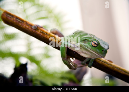 Australische Green Tree Frog gestellten thront auf Tropenfarn branch Stockfoto