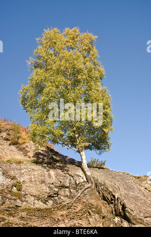 Birkenbaum klammerte sich an einer Felsspalte an den Hängen des Catbells im Lake District. Stockfoto