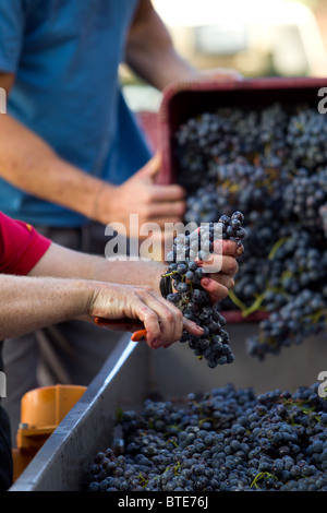 Trauben von Rotweintrauben er kippte auf eine Sortier- und Abbeeren Maschine in einer Weinkellerei in Spanien Stockfoto