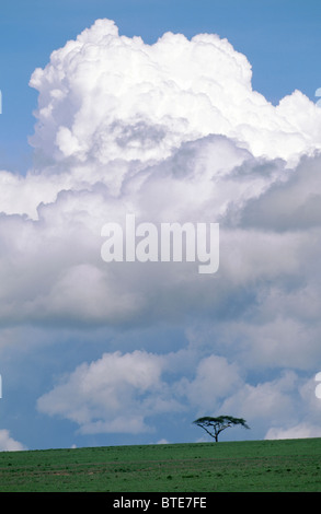 Regenschirm-Dorn-Akazie (Acacia Tortillis) auf der Braue des Hügels gegen weiße Gewitterwolken, Serengeti Nationalpark Stockfoto