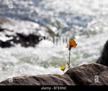 Hintergrundbeleuchtung brillant Blätter von Ahorn im Herbst wachsen aus Rock von einem glitzernden Fluss Stockfoto