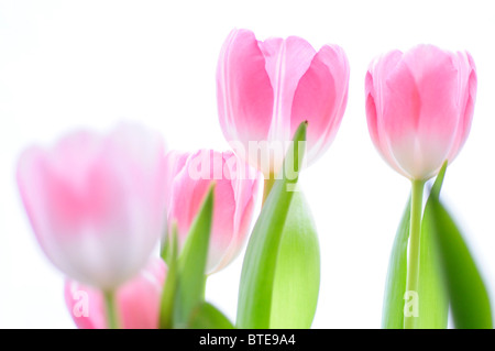 Tulpen Stockfoto