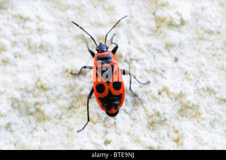 Firebug (Pyrrhocoris Apterus) Stockfoto