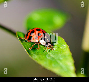 Marienkäfer krabbeln auf Blatt Stockfoto