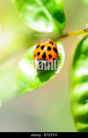 Marienkäfer krabbeln auf Blatt Stockfoto