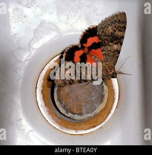 Sweetheart Underwing Motte am Waschbecken Abfluss Stockfoto