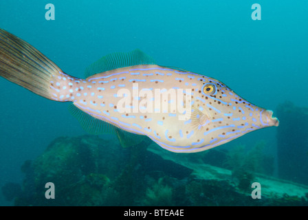 Scrawled Feilenfisch vor Key Largo Küste, Florida, USA Stockfoto