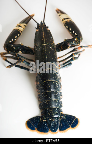 Frischer Hummer Stockfoto