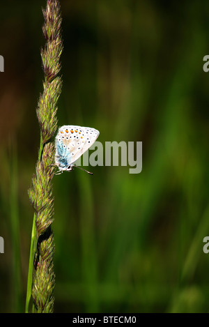 Idas blaue Schmetterling ruht auf einem Grashalm. Stockfoto