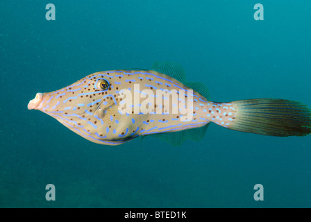 Scrawled Feilenfisch vor Key Largo Küste, Florida, USA Stockfoto