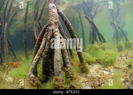 Rote Mangroven in Key Largo, Golf von Mexiko, Florida, USA Stockfoto