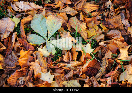 Sammlung von Herbst Laub auf dem Boden Stockfoto