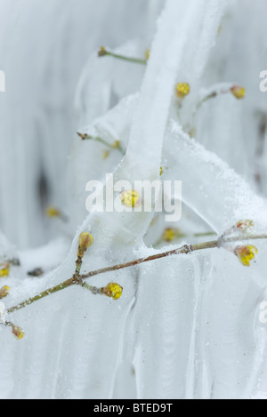 Pflanze mit Eis bedeckt Stockfoto