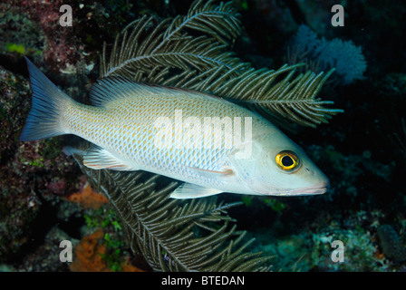 Grauer Schnapper Fisch von Key Largo Küste, Florida, USA Stockfoto