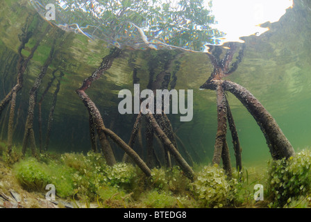 Rote Mangroven in Key Largo, Golf von Mexiko, Florida, USA Stockfoto